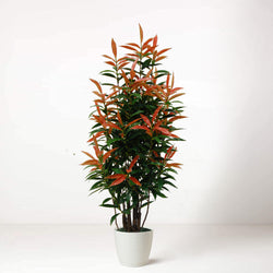 Lush Faux Potted Tree Indoor Home House Plant Red Robin Ficus 120cm in White Pot
