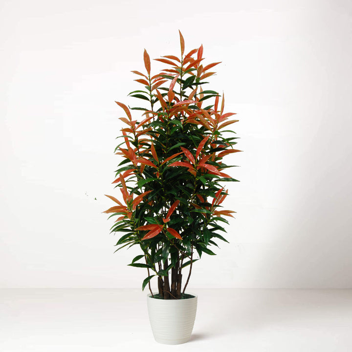  Lush Faux Potted Tree Indoor Home House Plant Red Robin Ficus 120cm in White Pot 